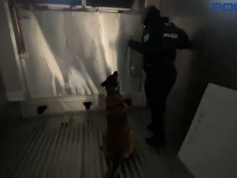 El can Noak alerta sobre droga que estaba oculta en paneles de refrigeración de contenedor cuyo destino era Alemania