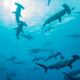 Documentan por primera vez en tiempo real la migración de una hembra de tiburón martillo entre Galápagos y la isla del Coco