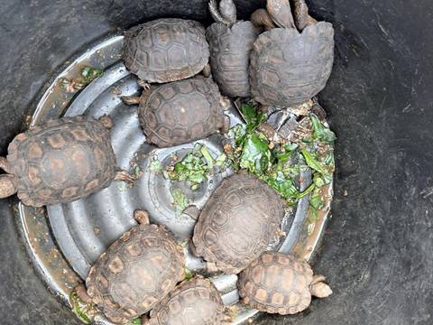 Policía rescató 16 tortugas de Galápagos de un inmueble ubicado en el barrio del Centenario, sur de Guayaquil    