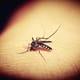Los virus del dengue y el zika nos hacen más apetitosos para los mosquitos, según investigadores