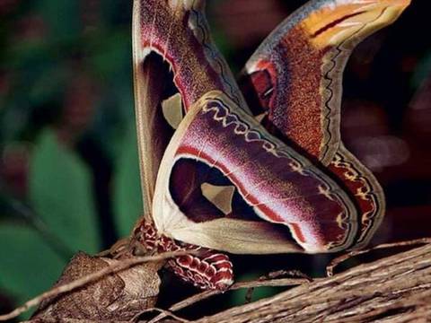 VIDEO: Attacus atlas, la increíble mariposa que se disfraza de serpiente