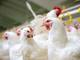 Sector avícola calcula impacto de $ 3 millones al año por cobro del 12 % de IVA a la importación de aves reproductoras