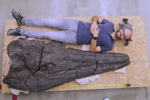 “Primer gigante” de la Tierra fue un reptil oceánico con cráneo de dos metros
