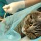 La esterilización mejora la calidad de vida de las mascotas