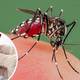 Cuáles son los síntomas del dengue