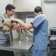 Guayaquil cuenta con Centro de Bienestar Animal: estos son los servicios y horarios de atención