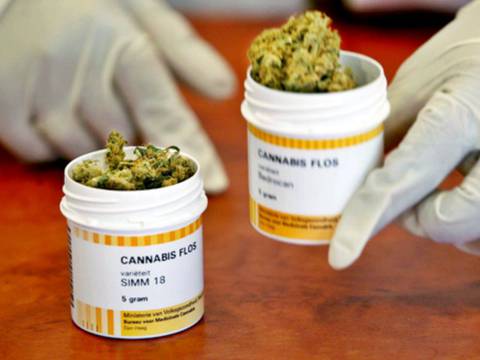 Reformas del COIP sobre cannabis medicinal abren la puerta a investigaciones de la salud