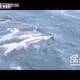Filman a grupo de delfines intentando salvar la vida de un compañero herido
