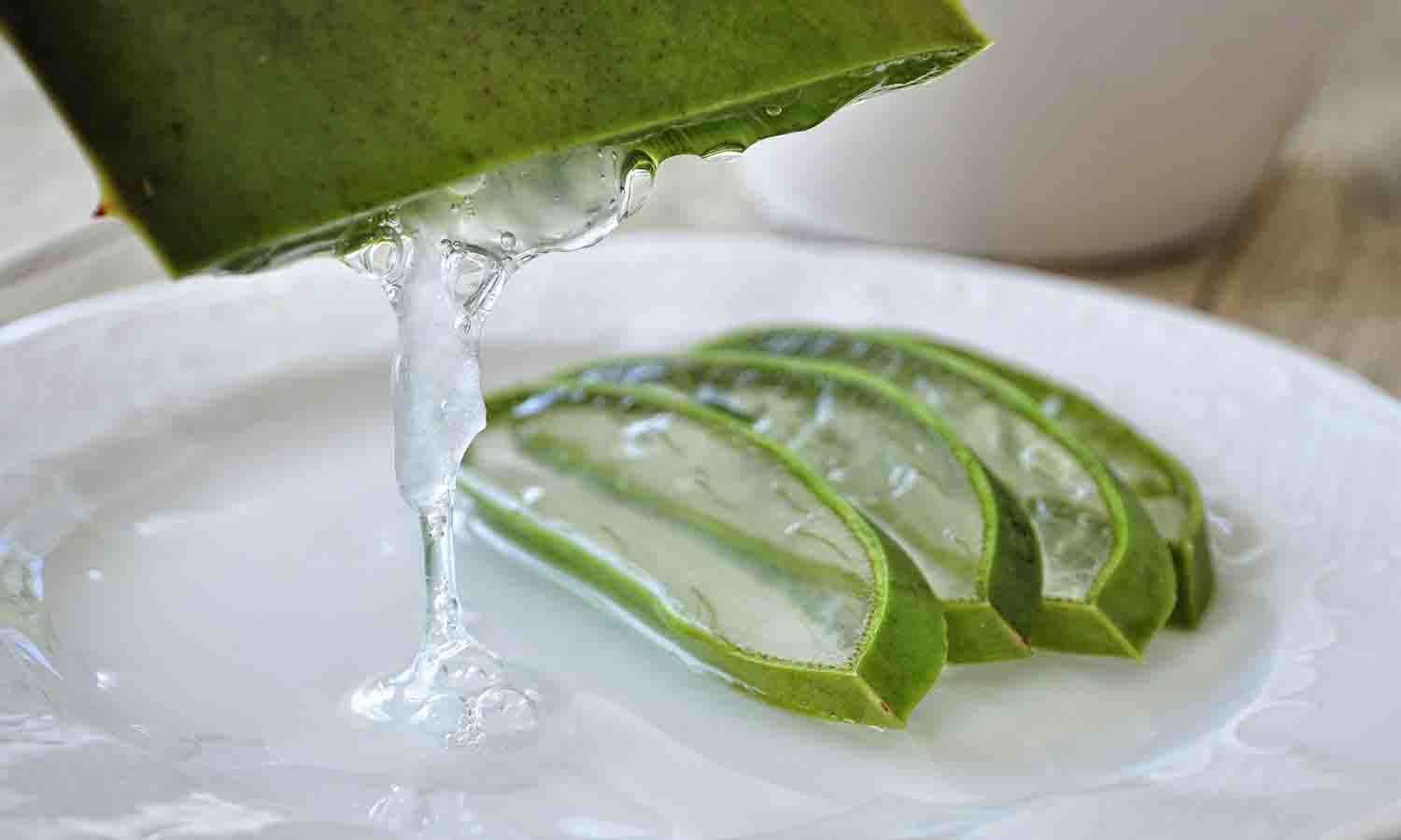 Desfiladero Autonomía Autenticación recetas con aloe vera para comer  ponerse en cuclillas excusa cualquier cosa