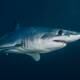 En Colombia, turista extranjero muere tras ataque de tiburón