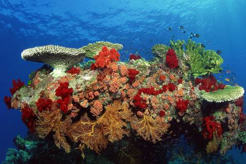 Belice rescata su barrera de arrecifes, una de las más grandes del Atlántico