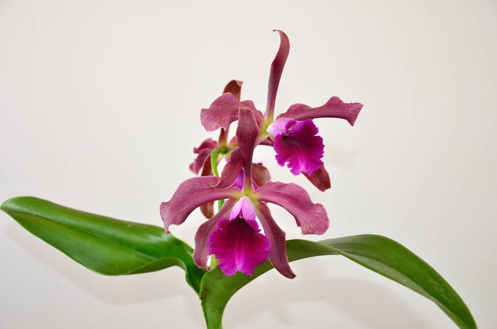 Jefferson Pérez, el nuevo nombre de orquídea en Ecuador | Cultura |  Entretenimiento | El Universo