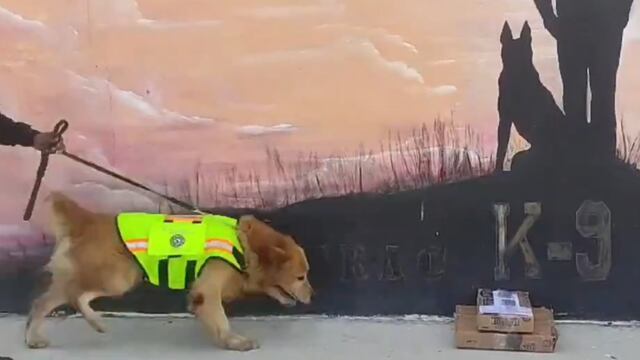El can Lucas detectó droga que pretendía ser enviada a España desde el aeropuerto de Quito