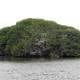 Menos manglares en el perfil costero pone en riesgo a especies