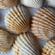 Conchas marinas para construir edificios, pueden sustituir parte del cemento y actuar además como relleno
