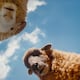 ‘Las ovejas detectives’, filme de misterio protagonizado por Hugh Jackman que promete conquistar al público