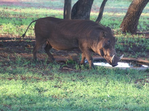 Temporada de sacrificios: Estados Unidos busca erradicar esta especie invasora que causan daños por más de 3.400 millones de dólares al año