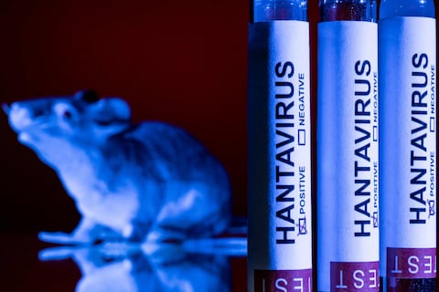 Como el ébola, pero silencioso: el extraño hallazgo en Suiza sobre la transmisión sexual del hantavirus años después de la infección