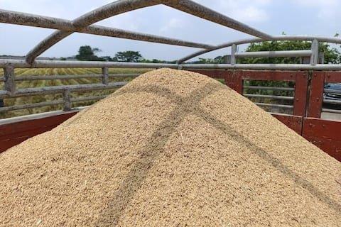 Gobierno adelanta para el 4 de mayo el inicio del proceso de compra directa de arroz a productores