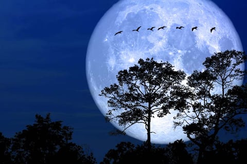 Este 2 de febrero podrás observar a simple vista cómo la Luna de Nieve se traga a una de las estrellas más brillantes del firmamento