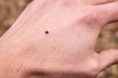 Cómo un pequeño insecto pone en jaque tu sistema inmune: las 3 amenazas que esconden las garrapatas este verano