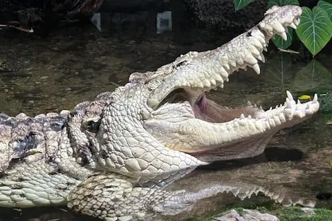 Cómo Juancho, un caimán del Orinoco, juega desde Dallas un papel clave para impedir la extinción de su especie