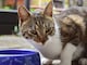 ¿Cada cuánto deben lavarse los comederos de perros y gatos? Experta explica los riesgos de no limpiarlos