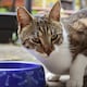 ¿Cada cuánto deben lavarse los comederos de perros y gatos? Experta explica los riesgos de no limpiarlos