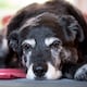 ¿Cuáles son los perros que viven más? Una investigación con medio millón de canes da algunas respuestas