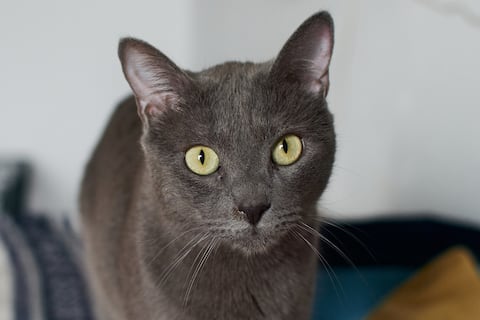 Descubren un nuevo color de gato: El “Salmiak”, producto de una mutación genética única