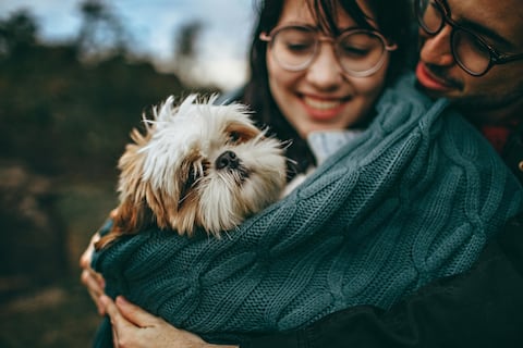 El Shih Tzu, el mastín inglés, el gran danés y otras 5 razas de perros más tranquilas, de acuerdo con los veterinarios