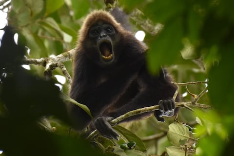 Así fue el encuentro de un biólogo con familias de monos araña en Manabí, una especie en peligro crítico de extinción