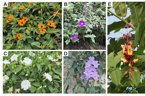 Estudio revela que la susanita y otras dos plantas ornamentales son una amenaza para los ecosistemas forestales de Ecuador