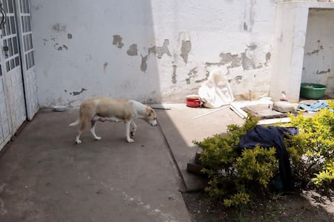Kira y sus crías fueron rescatadas de un centro clandestino en el norte de Quito