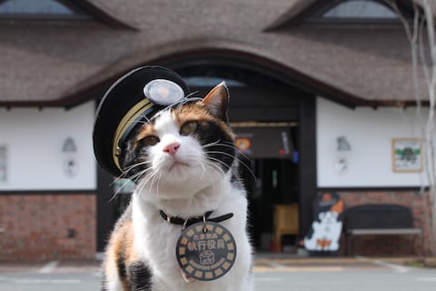 Yondama, la gata jefa de una estación de tren en Japón, y su aprendiz Rokudama reciben sus nombramientos