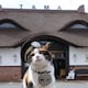 Yondama, la gata jefa de una estación de tren en Japón, y su aprendiz Rokudama reciben sus nombramientos