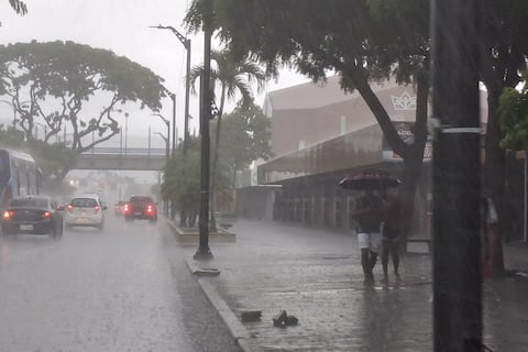 Otro árbol colapsó en Guayaquil por la lluvia de este lunes 23 de febrero: estas son las novedades reportadas por Segura EP