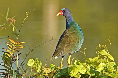 ‘Llevaban colibríes en sus pantalones’: las aves están entre las especies más traficadas y experta advierte del riesgo de extinción