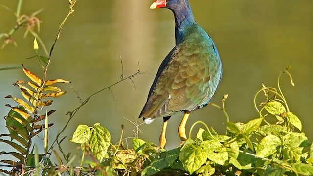 ‘Llevaban colibríes en sus pantalones’: las aves están entre las especies más traficadas y experta advierte del riesgo de extinción