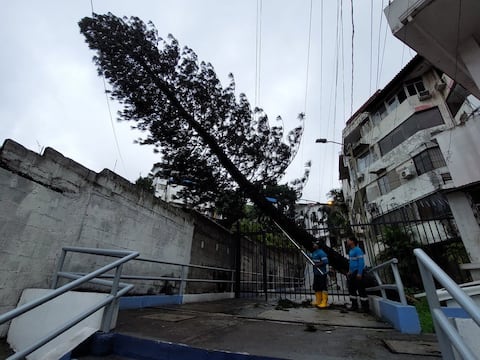 Plan de contingencia se ejecuta para evitar caída de árboles en este invierno: Parques EP ha realizado más de 9.000 podas