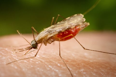 Evolucionar para sobrevivir: mosquitos que transmiten una enfermedad mortal se están haciendo resistentes a los insecticidas