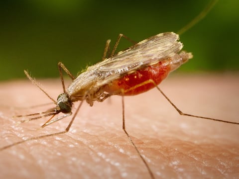 Evolucionar para sobrevivir: mosquitos que transmiten una enfermedad mortal se están haciendo resistentes a los insecticidas