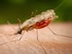 Evolucionar para sobrevivir: mosquitos que transmiten una enfermedad mortal se están haciendo resistentes a los insecticidas