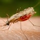 Evolucionar para sobrevivir: mosquitos que transmiten una enfermedad mortal se están haciendo resistentes a los insecticidas
