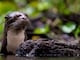 Conoce a los ‘perros de agua’ que habitan en Ecuador: la nutria neotropical y la gigante
