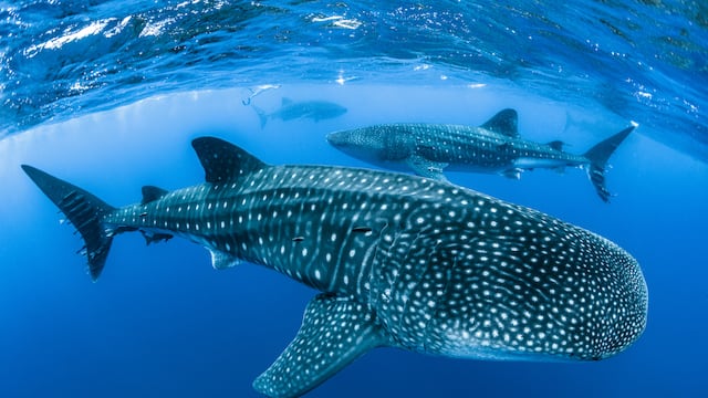 ¿Cómo saben los científicos que una especie está en peligro de extinción? Así es el trabajo de los expertos que analizan la flora y fauna ecuatoriana