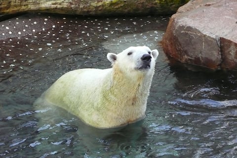 Osos polares de Noruega envían un potente y silencioso mensaje sobre la progresiva desaparición del hielo del Ártico