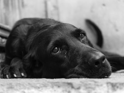 Guayaquil abre investigación por denuncia de maltrato animal en camaronera de la isla Puná