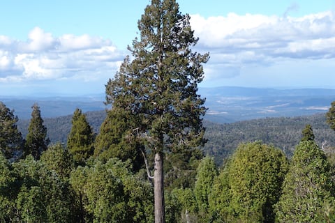 Biodiversidad oculta: “Más de 300 especies” se esconden debajo de uno de los árboles más antiguos del mundo