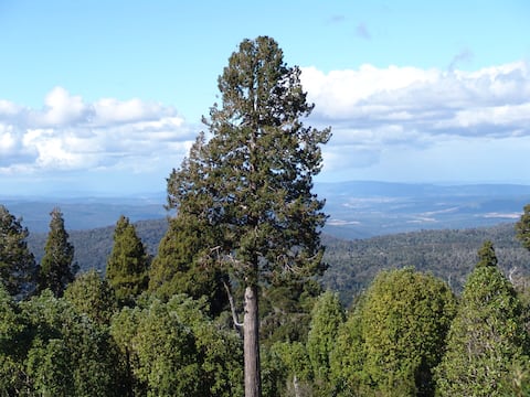 Biodiversidad oculta: “Más de 300 especies” se esconden debajo de uno de los árboles más antiguos del mundo